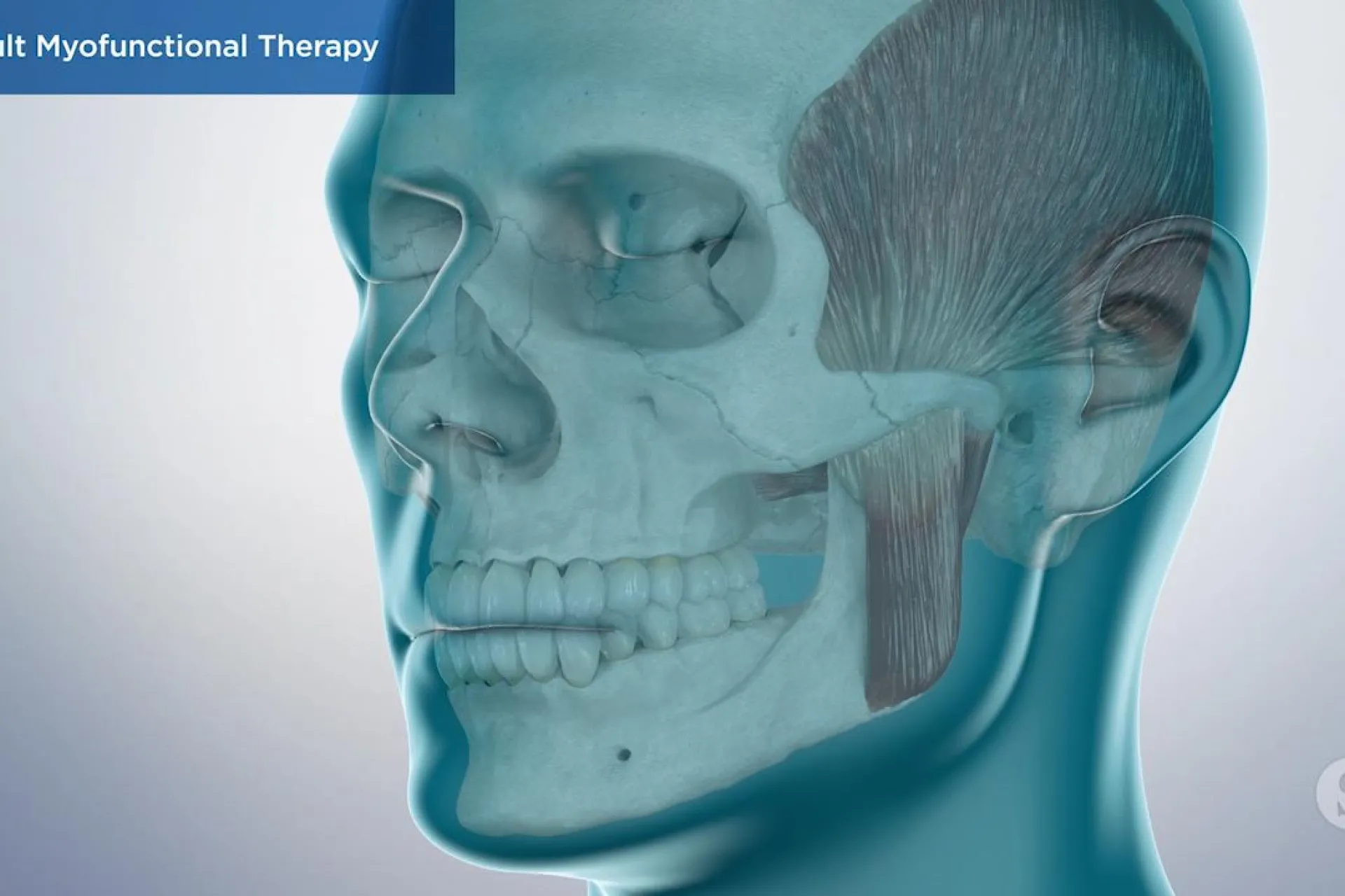 A video still - Adult Myofunctional Therapy with an image showing the anatomy of the skull, jaw, and teeth.