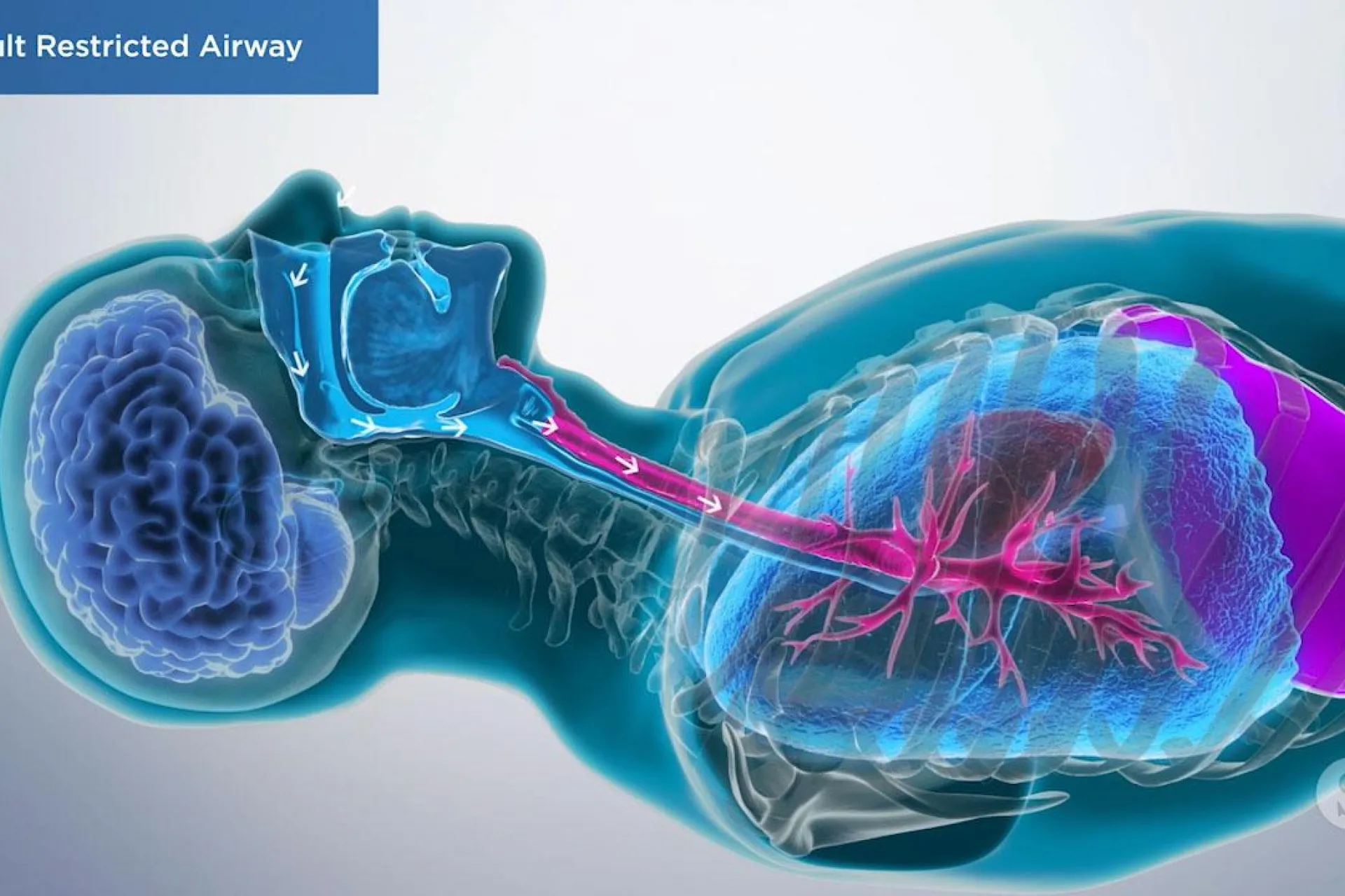 A video still - Adult Myofunctional Therapy with an image showing the anatomy of the breathing and upper airway.