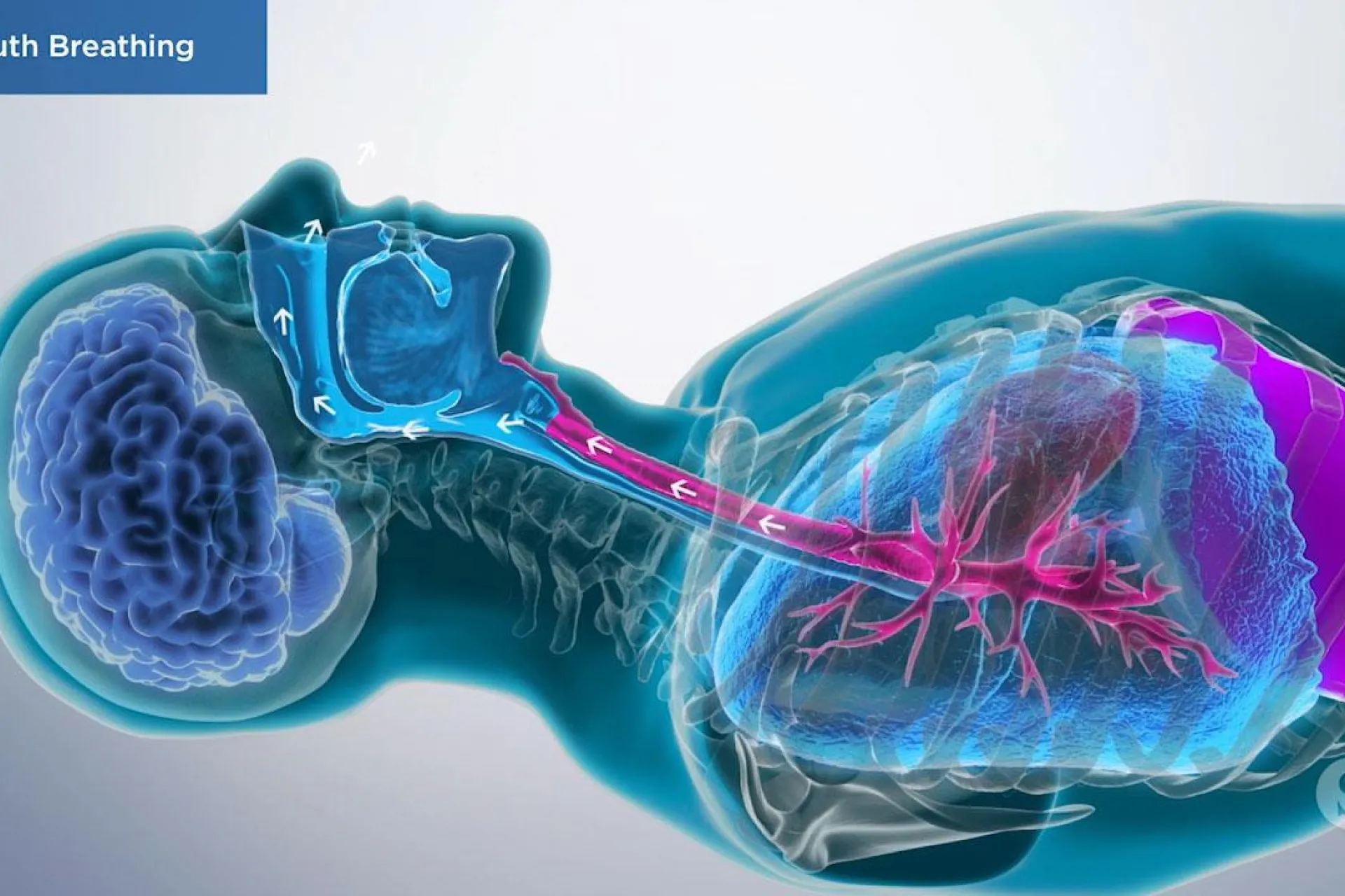 A video still - a person laying down with arrows showing airflow through the throat and nose.