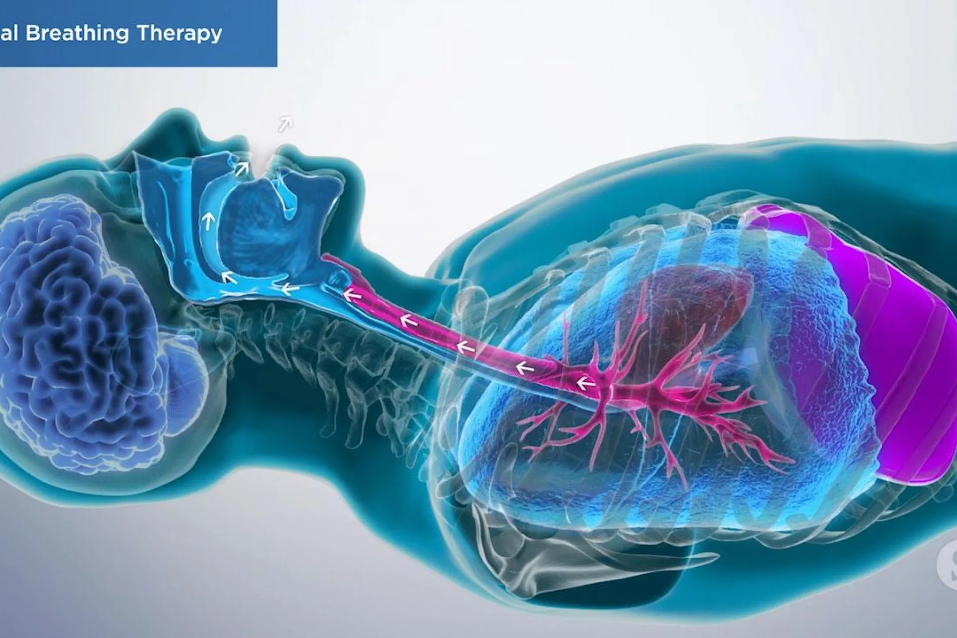 A video still - Nasal Breathing Therapy with an image showing a person laying down and the airflow coming out of the mouth.