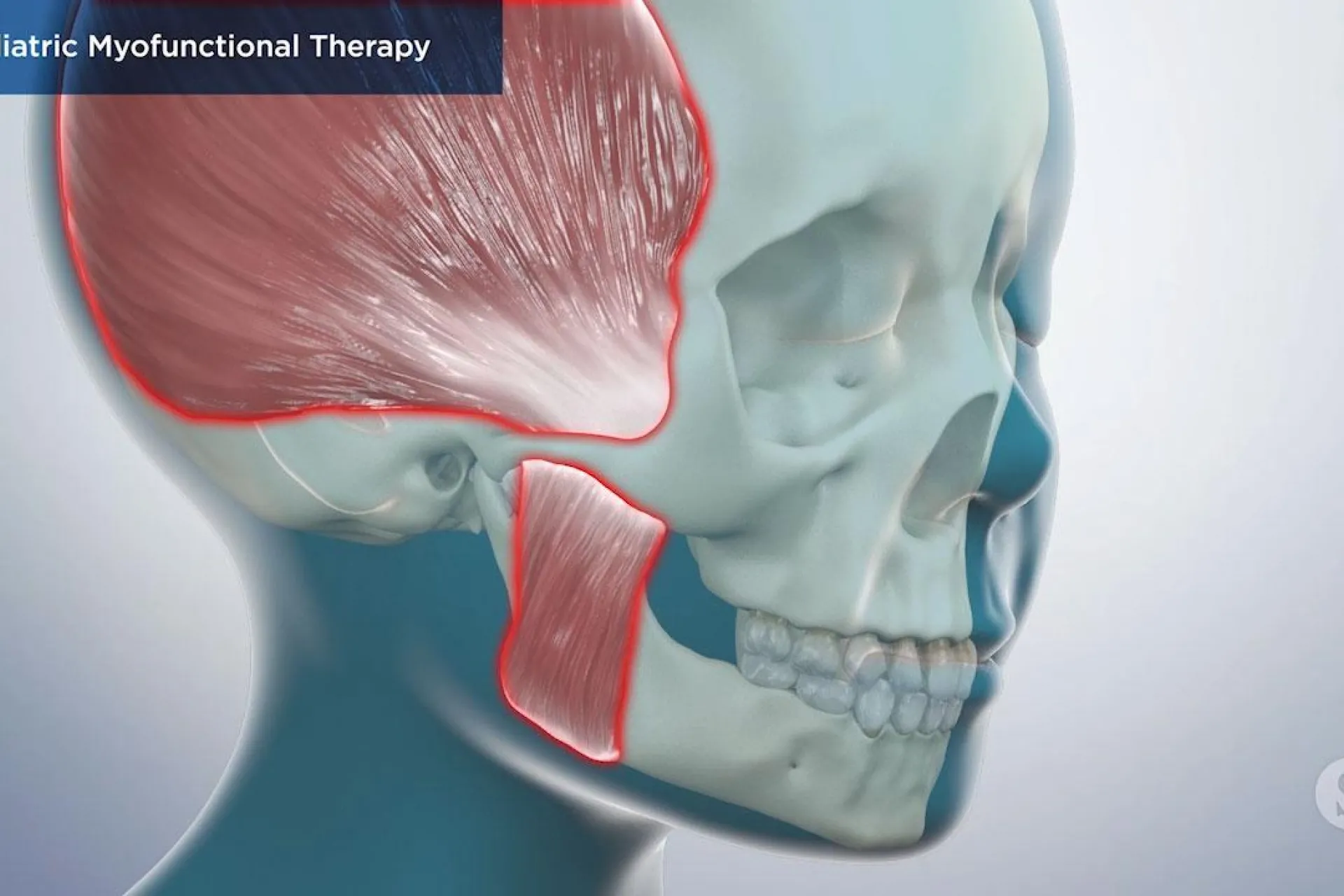 A video still - Pediatric Myofunctional Therapy with an image showing a close up of the muscles on the skull and jaw.