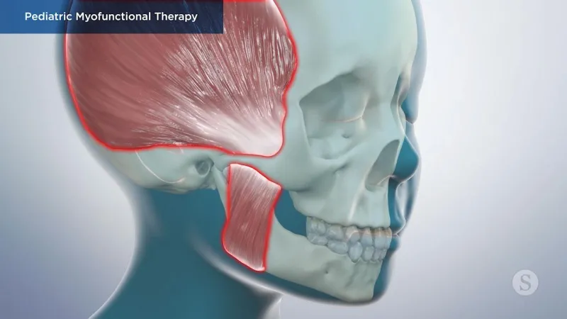 A video still - Pediatric Myofunctional Therapy with an image showing a close up of the muscles on the skull and jaw.